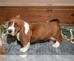 Small Photo #7 Basset Hound Puppy For Sale in WAKARUSA, IN, USA