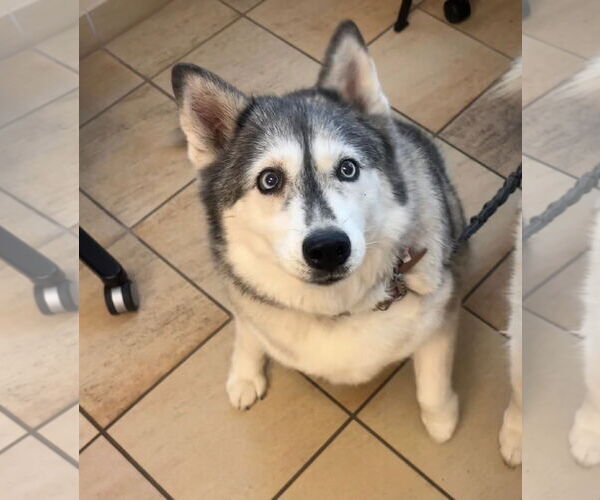 Medium Photo #2 Huskies -Unknown Mix Puppy For Sale in Virginia Beach, VA, USA