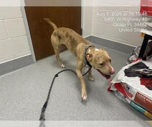 American Pit Bull Terrier Dogs for adoption in Ocala, FL, USA