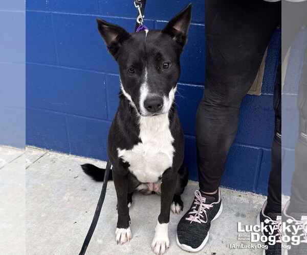 Medium Photo #3 Border Collie-Unknown Mix Puppy For Sale in Washington, DC, USA