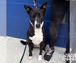 Small #2 Border Collie Mix