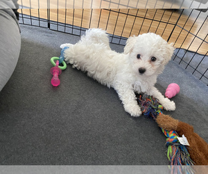 Bichon Frise Puppy for sale in EASTON, PA, USA