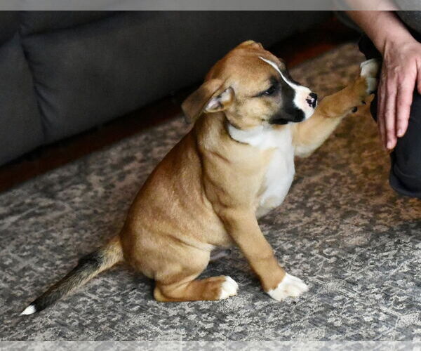 Medium Photo #2 American Bulldog-Labrador Retriever Mix Puppy For Sale in Mechanicsburg, PA, USA