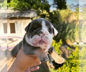English Bulldog Puppy for sale in IMPERIAL BCH, CA, USA