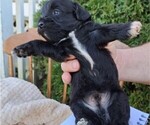 Small Photo #19 ShihPoo Puppy For Sale in CLARE, MI, USA