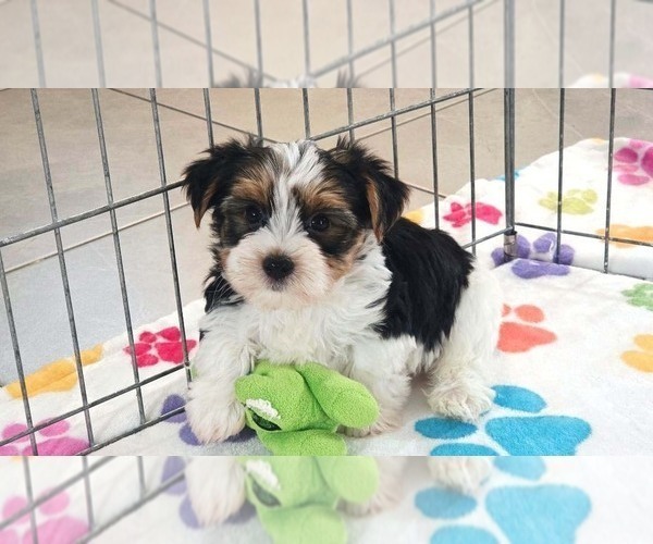 Medium Photo #1 Yorkshire Terrier Puppy For Sale in ORO VALLEY, AZ, USA