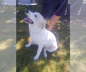 Amelia - Female Great Pyrenees Dog for Adoption - Photo #4