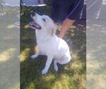 Small Photo #4 Great Pyrenees Puppy For Sale in Spring, TX, USA