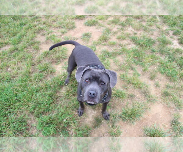 Medium Photo #22 American Pit Bull Terrier Puppy For Sale in Chestertown, MD, USA