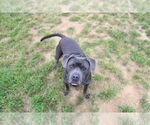 Small #21 American Pit Bull Terrier