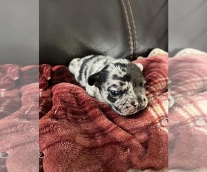 French Bulldog Puppy for sale in HOMESTEAD, FL, USA