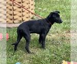 Small #3 Labrador Retriever Mix