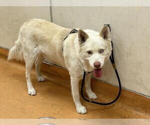 Siberian Husky Dogs for adoption in Martinez, CA, USA