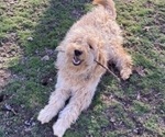Small Photo #1 Golden Mountain Doodle Puppy For Sale in TULSA, OK, USA