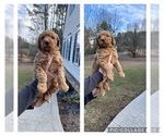 Puppy Charlotte Goldendoodle