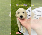 Puppy Black Boy English Cream Golden Retriever