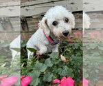 Small Photo #4 Bichon Frise Puppy For Sale in Sioux Falls, SD, USA