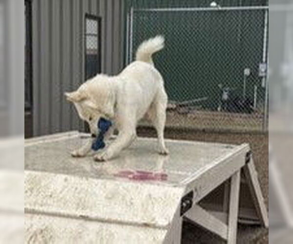 Medium Photo #31 Huskies -Unknown Mix Puppy For Sale in Fargo, ND, USA