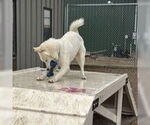Small #30 Huskies  Mix