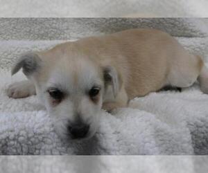 Labrador Retriever-Unknown Mix Dogs for adoption in Thief River Falls, MN, USA