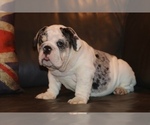 Small Photo #7 English Bulldog Puppy For Sale in CHICAGO, IL, USA