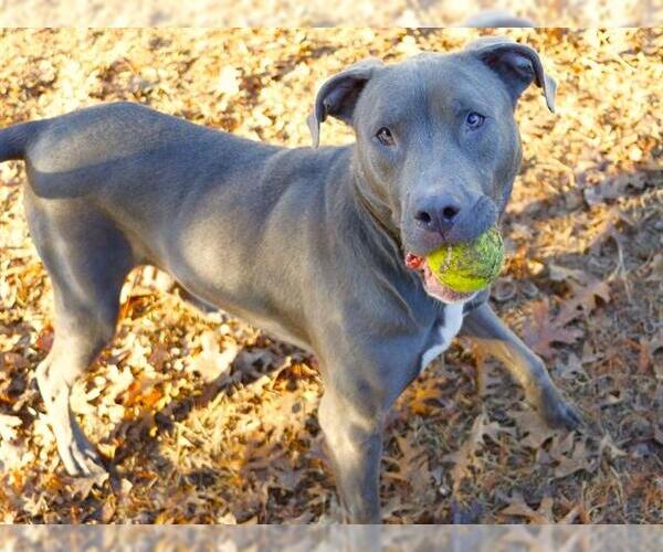 Medium Photo #1 American Staffordshire Terrier-Unknown Mix Puppy For Sale in Tallahassee, FL, USA