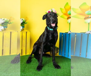 Magic Man - Male Labrador Retriever-Unknown Mix Dog for Adoption - Photo #4