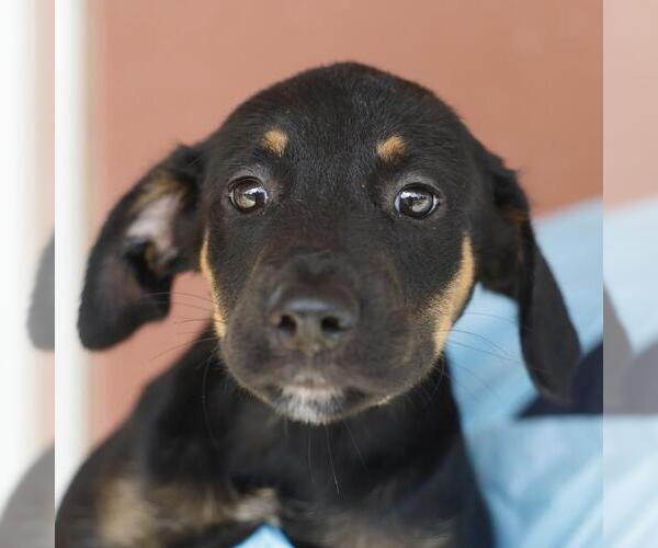 Medium Photo #1 Doberman Pinscher-Unknown Mix Puppy For Sale in San Antonio, TX, USA