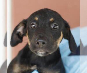 Doberman Pinscher-Unknown Mix Dogs for adoption in San Antonio, TX, USA