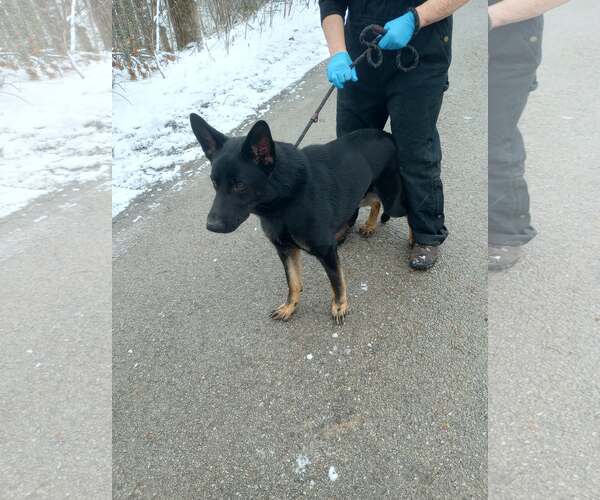 Medium Photo #2 German Shepherd Dog Puppy For Sale in Frenchburg, KY, USA