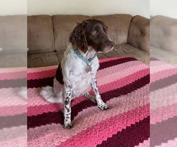 Medium Photo #5 Brittany Puppy For Sale in Curwensville, PA, USA
