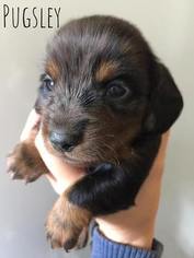 Dachshund Puppy for sale in DODGE CITY, KS, USA