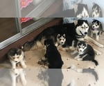 Small Photo #12 Siberian Husky Puppy For Sale in JACKSONVILLE, FL, USA