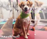 Small #1 Golden Retriever-Spaniel Mix