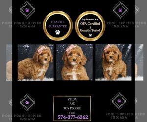Poodle (Toy) Puppy for sale in WARSAW, IN, USA