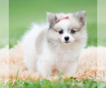 Small Photo #63 Pomeranian Puppy For Sale in WARSAW, IN, USA