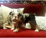 Small Photo #1 English Bulldog Puppy For Sale in DE WITT, MI, USA