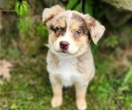 Image preview for Ad Listing. Nickname: Tilly