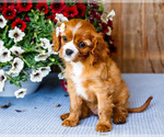 Small #5 Cavalier King Charles Spaniel