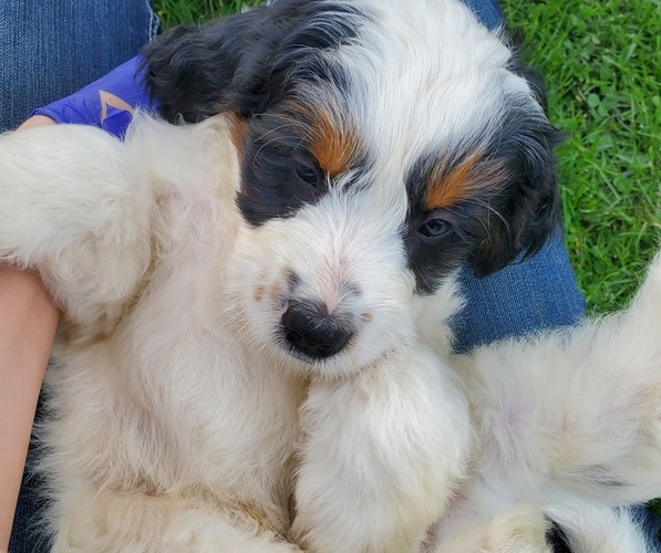 Medium Photo #3 Bernedoodle (Miniature) Puppy For Sale in LEETONIA, OH, USA