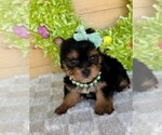 Small #1 Yorkshire Terrier