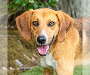 Brewster - Male Mutt Dog for Adoption - Photo #2