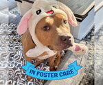 Small #3 American Staffordshire Terrier Mix