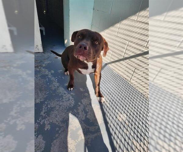 Medium Photo #1 American Pit Bull Terrier Puppy For Sale in Corpus Christi, TX, USA