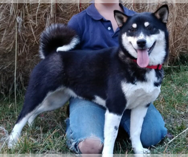 Medium Photo #1 Shiba Inu Puppy For Sale in LIBBY, MT, USA