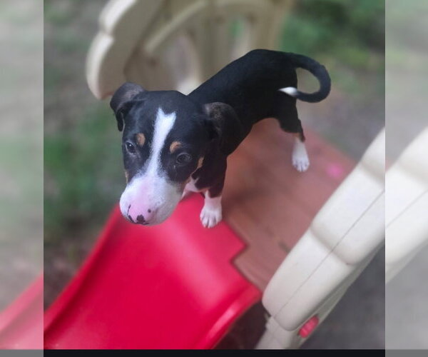 Medium Photo #4 American Pit Bull Terrier-Unknown Mix Puppy For Sale in Chester, VA, USA