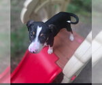 Small #3 American Pit Bull Terrier Mix