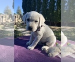Small Photo #6 Labrador Retriever Puppy For Sale in LIVE OAK, CA, USA