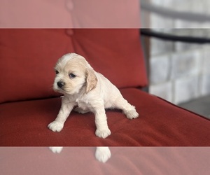 Cocker Spaniel Puppy for sale in GOSHEN, IN, USA