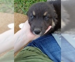 Small Photo #38 Australian Shepherd Puppy For Sale in LEWISBURG, TN, USA